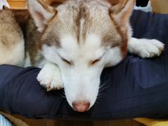 -Husky Go! 哈士奇体验馆·宠物咖啡厅狗咖