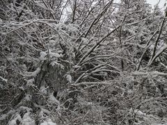 -武陵山森林公园