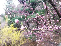 -北京鹫峰国家森林公园