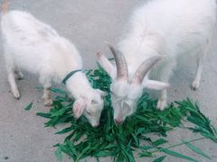 -上海佘山世茂艾美酒店