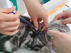 -康旭宠物医院(郑州总院)