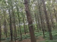 -黄海国家森林公园