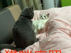 -奈斯宠物医院·核磁CT·异宠专科·内镜(中南店)