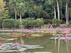 -中国科学院西双版纳热带植物园