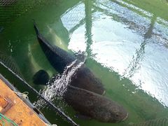 -蓝湾碧波·老字号·疍家非遗海上餐厅