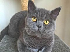 -客栈猫舍(中央北路店)