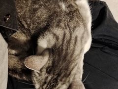 -猫儿山۰猫主题餐厅