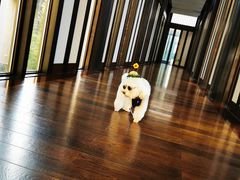 -上海崇明金茂凯悦酒店