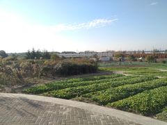 -上海都市菜园