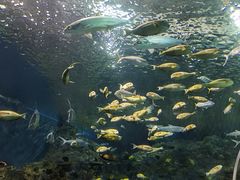 -上海海洋水族馆