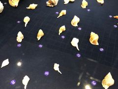 -青岛贝壳博物馆