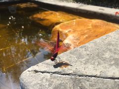 -美的鹭湖森林度假区