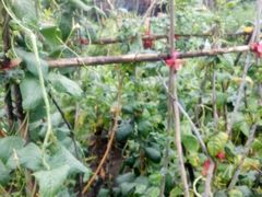 -金明姬铁锅炖(东坝店)