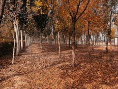 -西青郊野公园