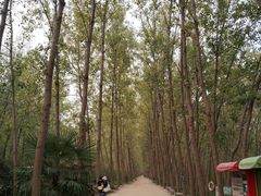 -合肥滨湖国家森林公园