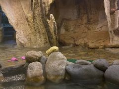 -咸宁万豪温泉谷度假区