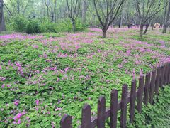 -合肥滨湖国家森林公园