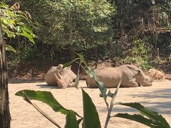 -普洱太阳河森林公园