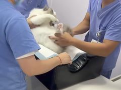 -博特宠物医院24h犬猫全科.骨科·异宠
