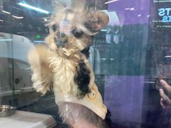 -FAELING PETS美天灵宠物(富力广场店)