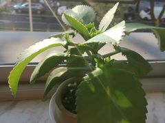 -那达慕蒙古风味酒楼