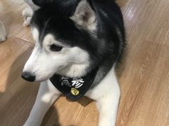 -Husky Go! 哈士奇体验馆·宠物咖啡厅狗咖
