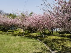 -昆山城市生态森林公园