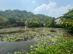 -野象谷景区