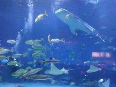 -烟台海昌鲸鲨海洋公园
