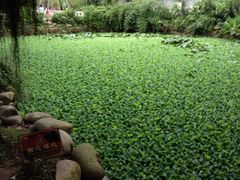 iphone_upload_pic-黄埔古港