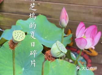 青芝坞的夏天杭州小众景点文艺宝藏街区