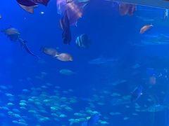 -太平洋海底世界