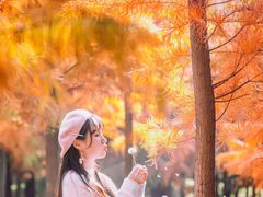 -合肥滨湖国家森林公园