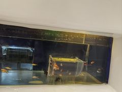 -萌宠奇缘(荣鼎店)