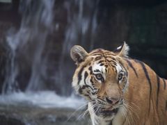 -上海野生动物园