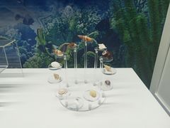 -贝壳王国博物馆