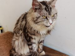 -猫在这儿猫咪咖啡馆·撸猫馆