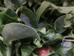 -龍歌自助小火锅(市南金茂湾店)