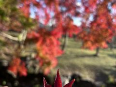 -奈良公园