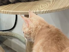 -楼上猫咖(罗湖店)