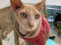 -猫在这儿猫咪咖啡馆·撸猫馆