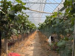 -马陆小张葡萄园农家乐