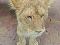 -大连森林动物园