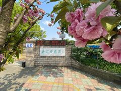 -嘉定紫藤园