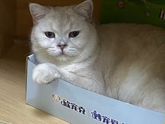 -鼓捣猫呢主题猫咖店