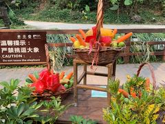 -野象谷景区