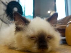 -楼上猫咖(罗湖店)