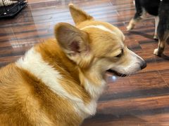 -豆柴町-柴犬主题狗咖(红鼎国际C座店)