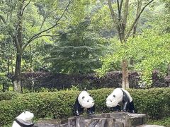 -都江堰中华大熊猫苑