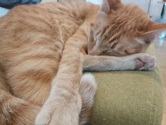 -Cappucimeow猫咪咖啡馆(韦伯时代店)